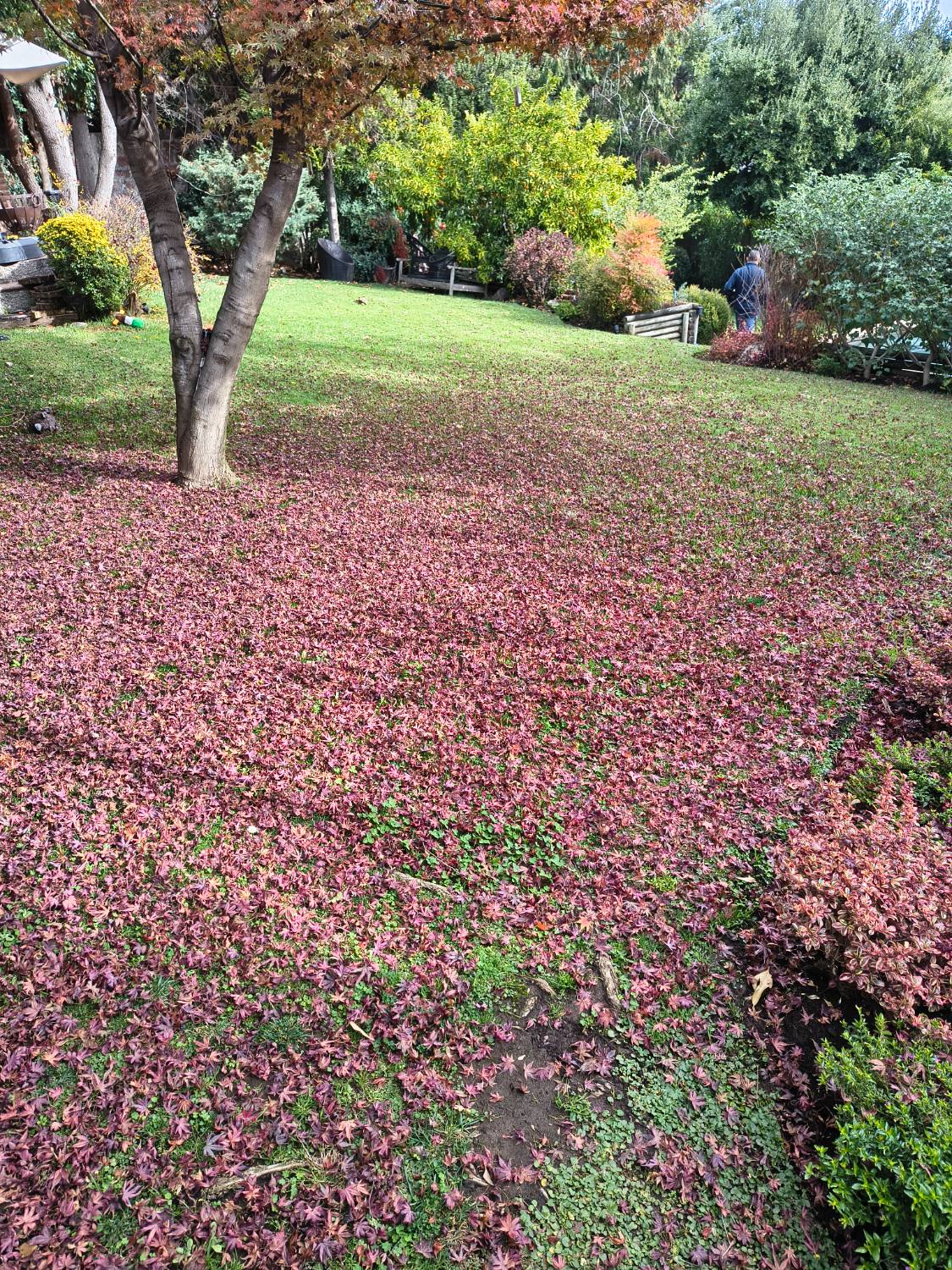 Áreas verdes en Providencia cuidadas por El Jardinero