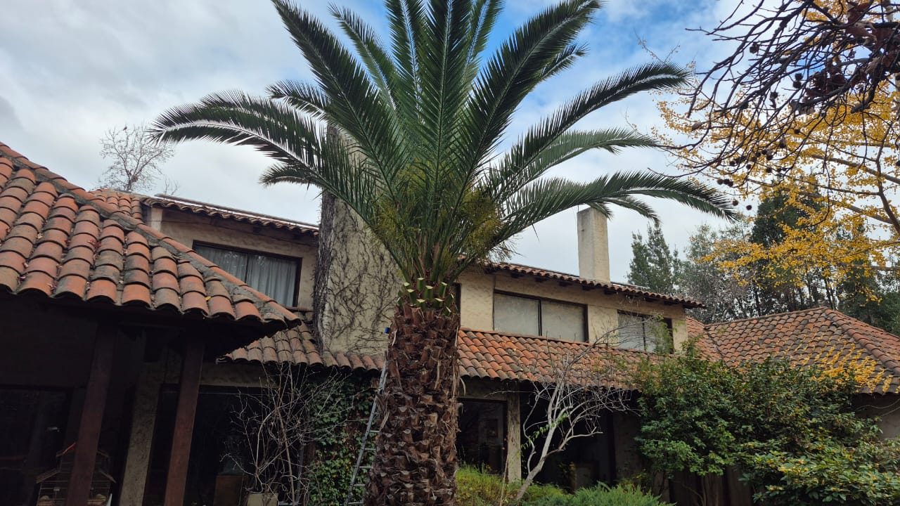 Jardín residencial en Vitacura mantenido por El Jardinero