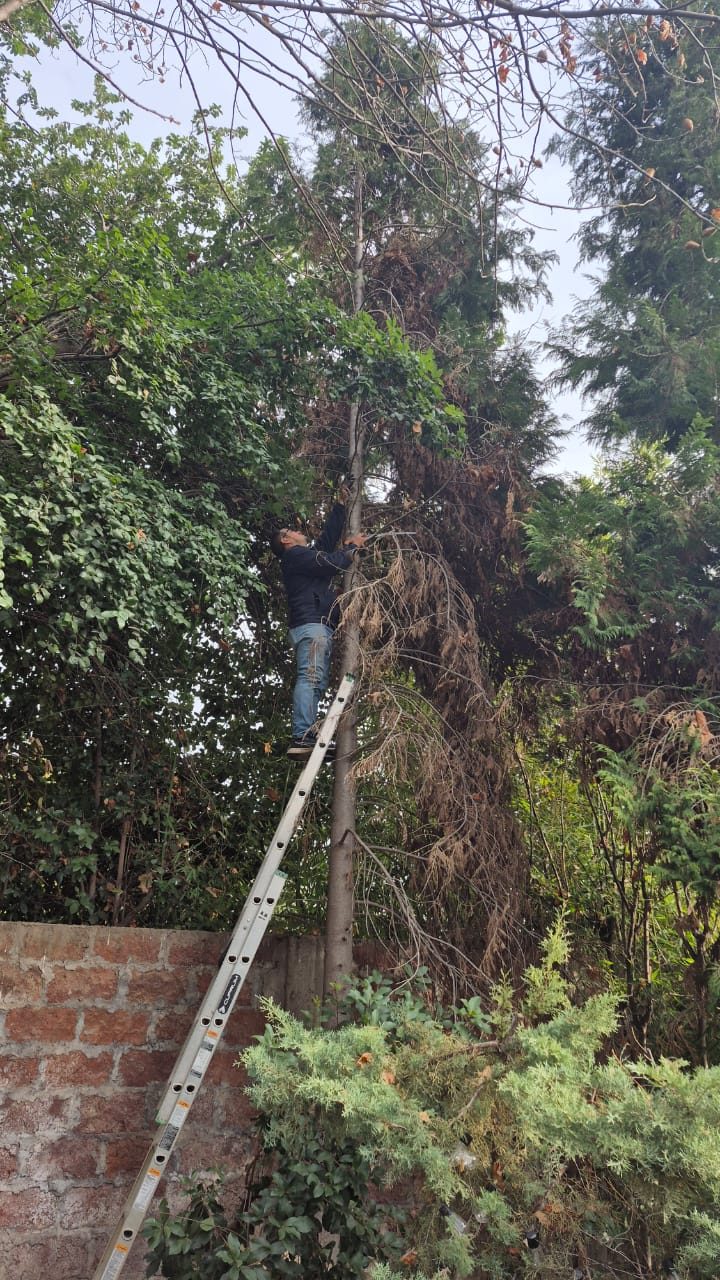 Jardinero de El Jardinero realizando poda en altura en una residencia de Santiago