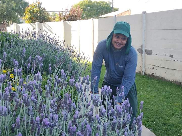 Jardinero de El Jardinero recortando lavandas en un jardín