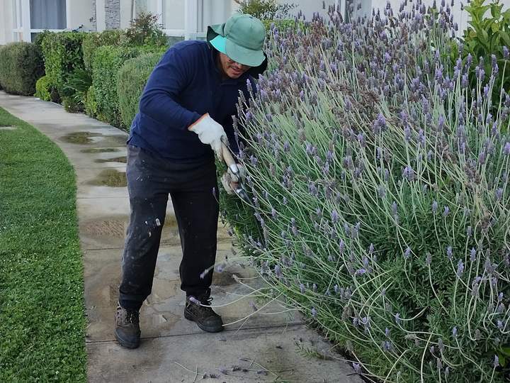 Jardinero del equipo recortando lavandas junto a una senda
