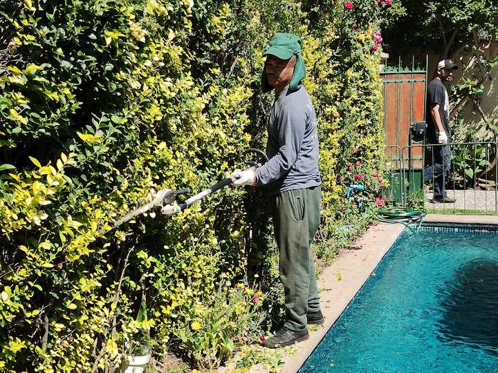 Jardinero recortando un seto junto a una piscina
